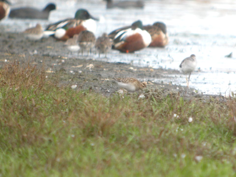DSCN8961c Pectoral Sandpiper Whispering Willows Area Kankakee Co IL 10-30-2016