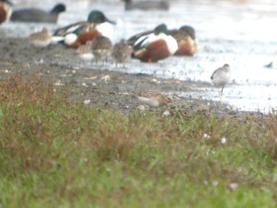 DSCN8961c Pectoral Sandpiper Whispering Willows Area Kankakee Co IL 10-30-2016