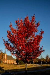 Fall Colors at Tattnall Square Park