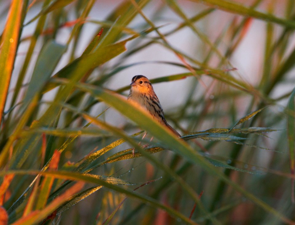 IMG 0237cg Le Conte's Sparrow Whispering Willows Area Kankakee Co IL 10-19-2016