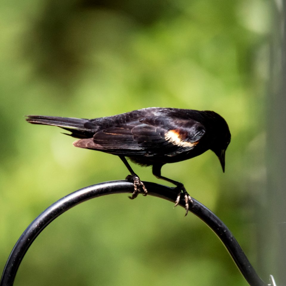 Yellow-winged Blackbird