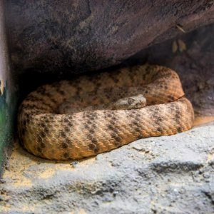 Zoo Atlanta Rattlesnake photo