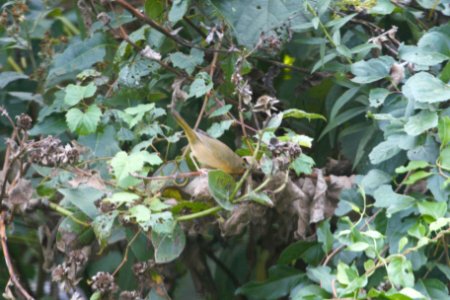 IMG 2375c Common Yellowthroat Hse Kankakee IL 10-3-2018