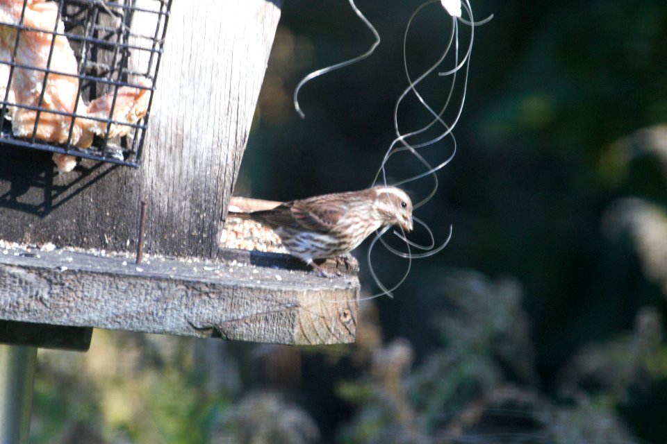IMG 2664c Purple Finch Hse Kankakee IL 10-21-2018