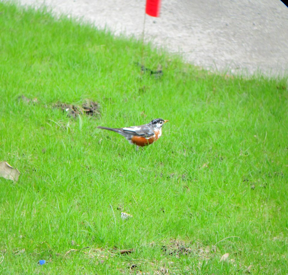 IMG 2837c American Robin Beckman Park Area Kankakee IL 4-2-2017