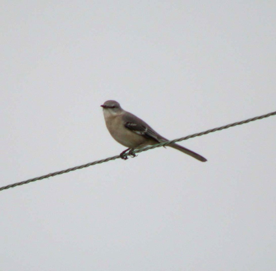 DSCN5849 c NorMoc Pembroke Kankakee Co IL 11-27-06