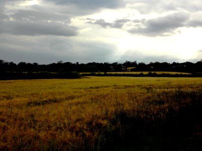 Barley field