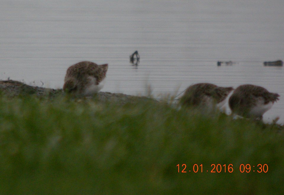 DSCN9325c Least Sandpiper Whispering Willows Area Kankakee Co IL 12-1-2016