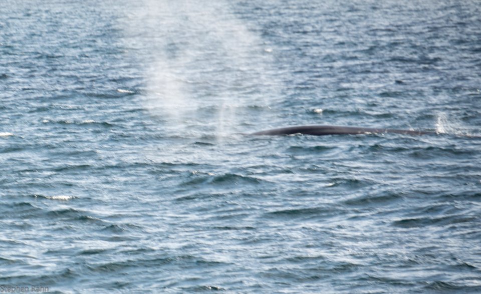 California Whales