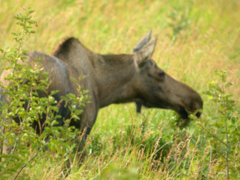 DSCN0470c Moose Potter Marsh Boardwalk Anchorage AK 8-16-2018