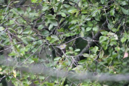 IMG 1565c Golden-winged Warbler Hse Kankakee IL 9-7-2018