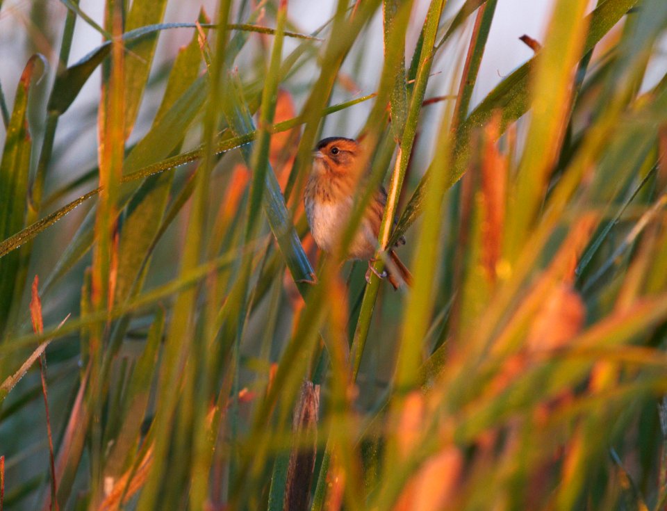 IMG 0244c Nelson's Sparrow Whispering Willows Area Kankakee Co IL 10-19-2016