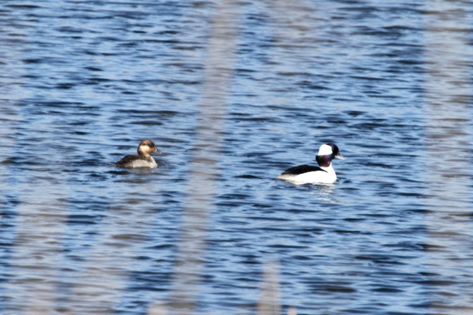 IMG 8713c Bufflehead Braidwood IL 4-10-2018