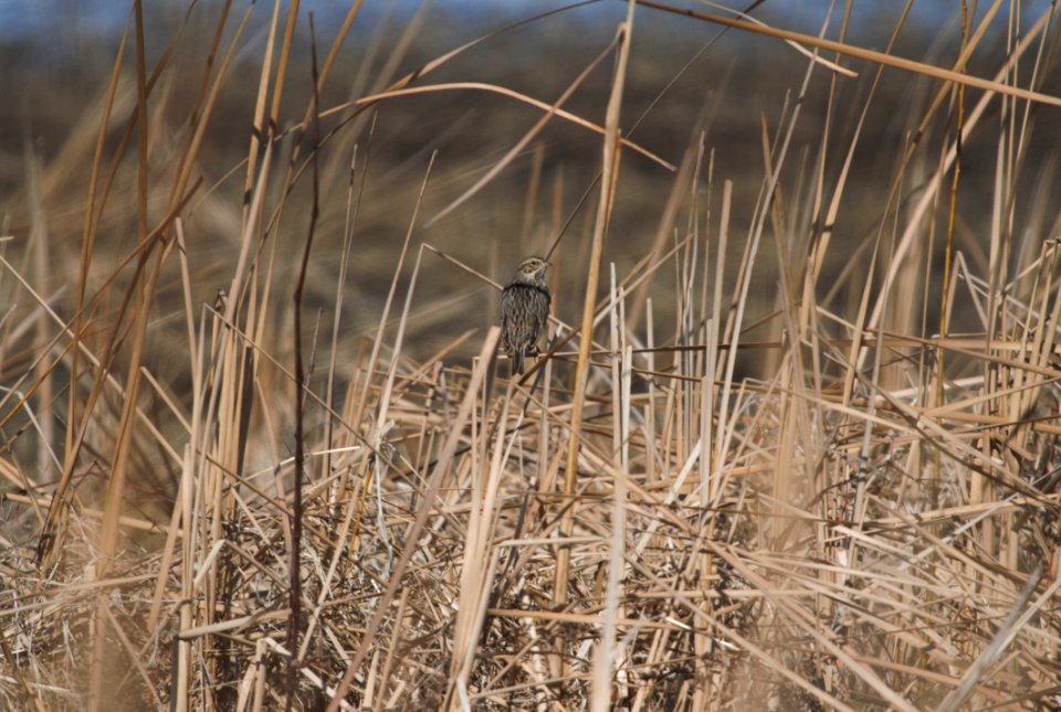 IMG 4916c Savannah Sparrow Whispering Willows Area Kankakee Co IL 3-12-2017