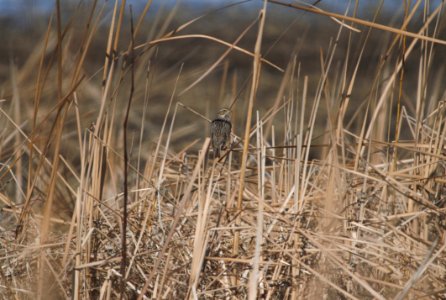 IMG 4916c Savannah Sparrow Whispering Willows Area Kankakee Co IL 3-12-2017