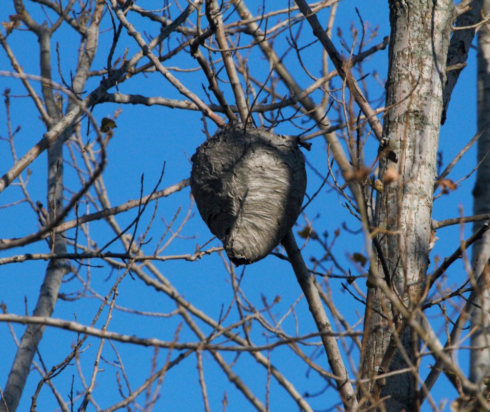 IMG 0470c Hornet Nest Whispering Willows Area Kankakee Co IL 10-23-2016