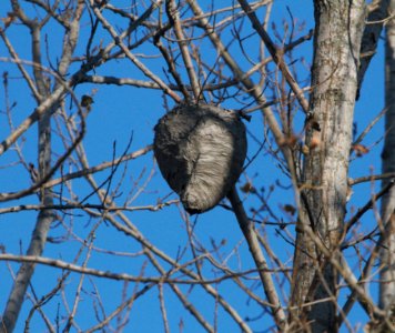 IMG 0470c Hornet Nest Whispering Willows Area Kankakee Co IL 10-23-2016