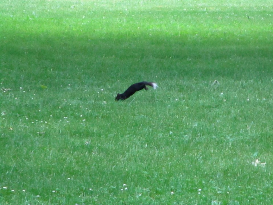 IMG 0091c E Gray Squirrel Perry Farm Kankakee Co IL 5-30-2018