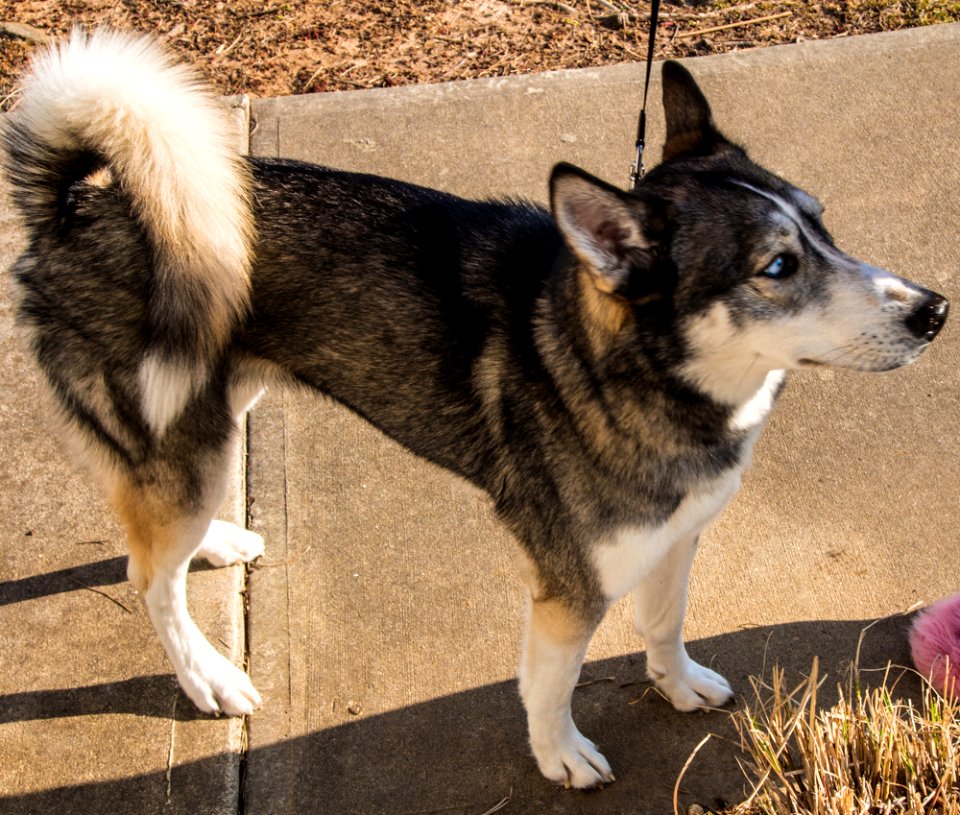 Husky