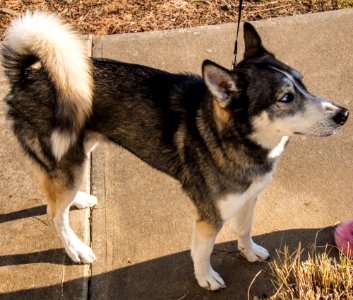 Husky