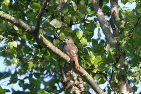 IMG 1111c Great Crested Flycatcher LaSalle FWA IN 7-23-2018