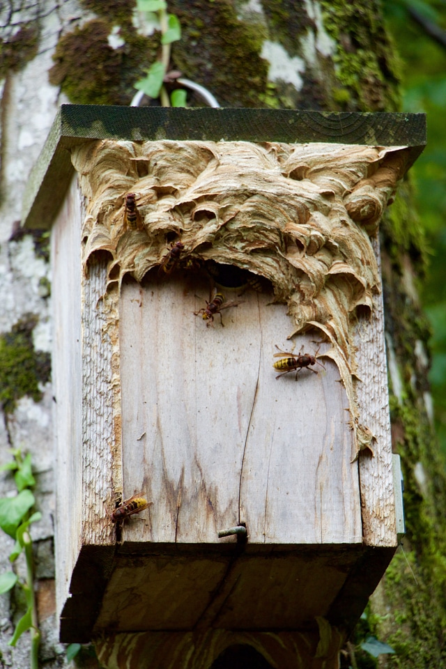 Hornets nest nest building