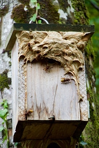 Hornets nest nest building