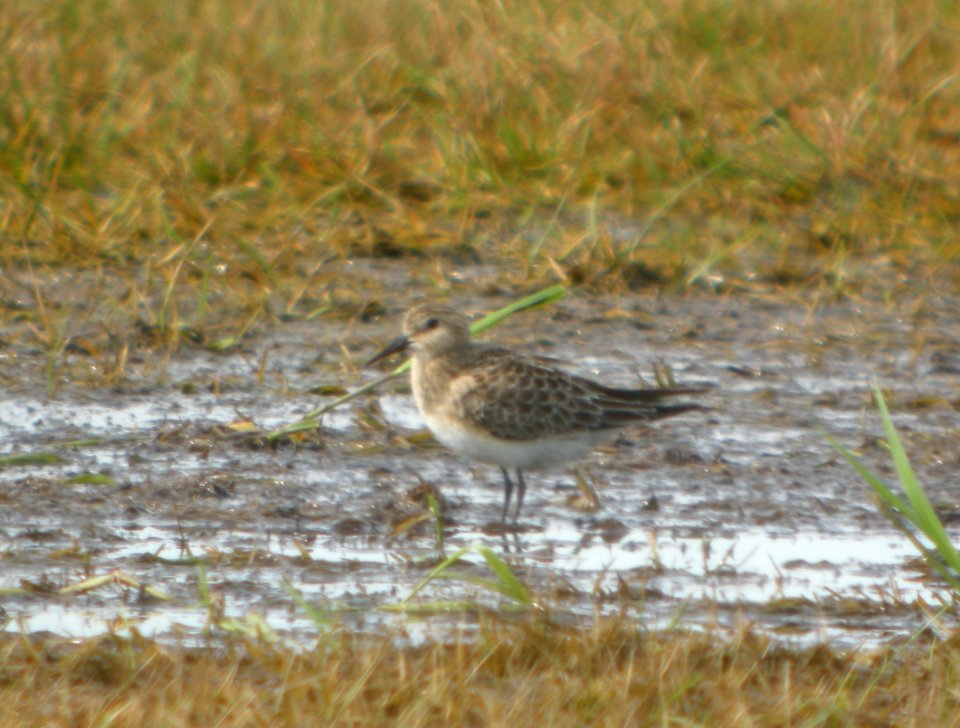DSCN7841c Baird's Sandpiper Sod Farm Momence IL 8-29-2016