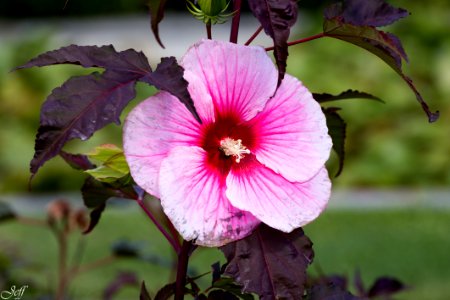 Terra botanica Angers Maine et Loire-3