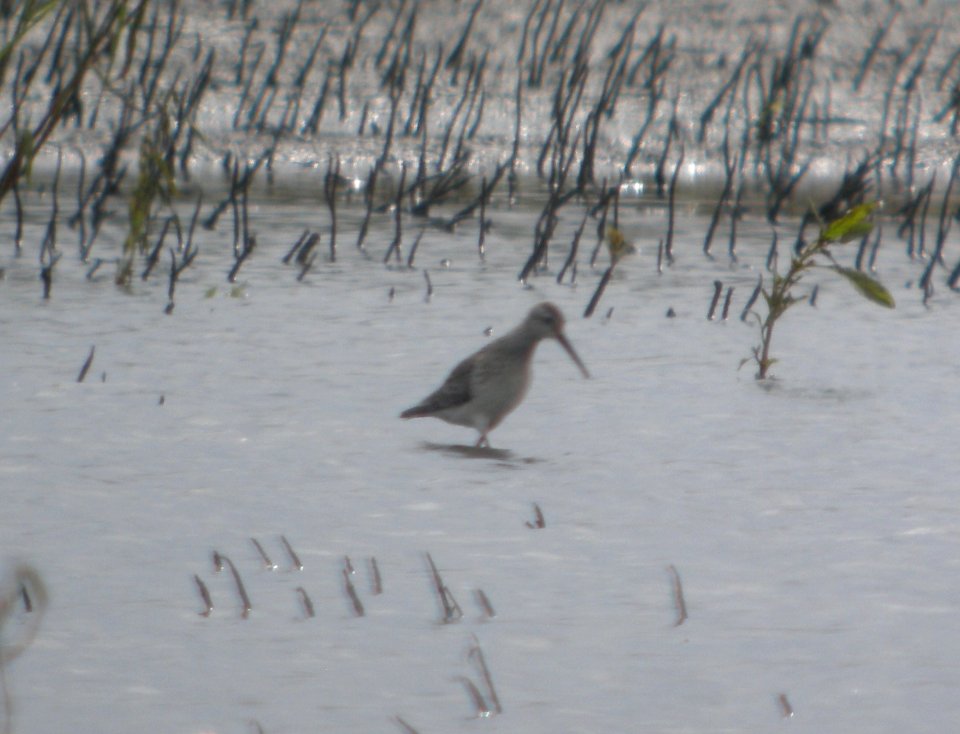 DSCN8088c Stilt Sandpiper NW Iroquois Co IL 9-14-2016