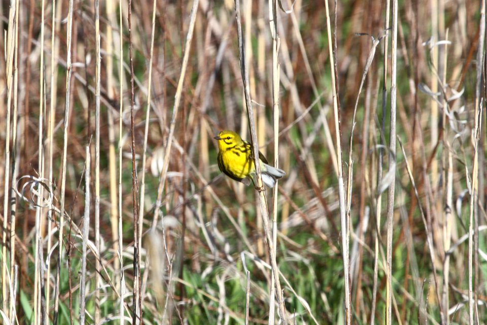 IMG 9540c Prairie Warbler Mazonia Lakes Kankakee Co IL 5-7-2018