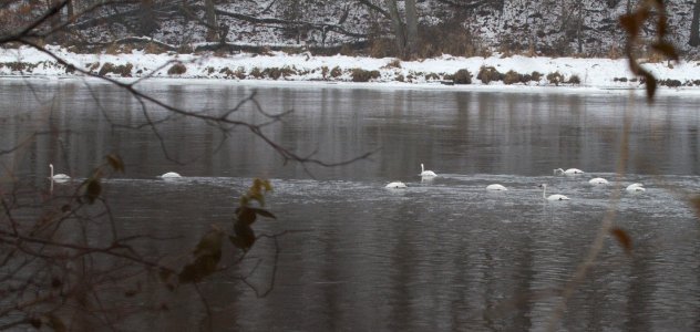 IMG 3218c Trumpeter Swan LeVasseur   Perry Farm Park Kankakee IL 12-25-2016