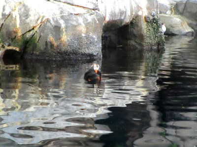 IMG 0262c Tufted Puffin Museum Seward-AK 8-19-2018
