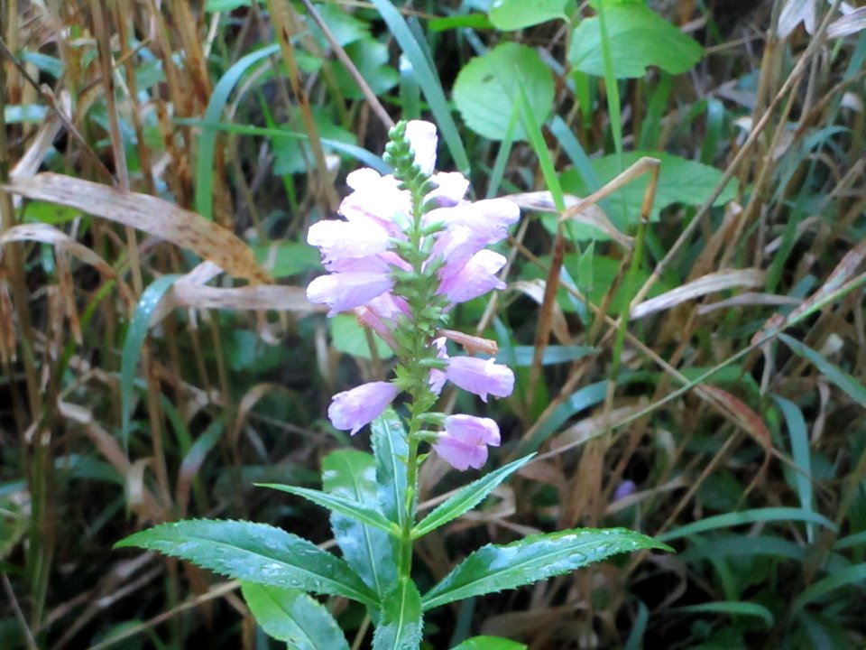 IMG 0330 False Dragonhead Obedient-plant LeVasseur Park Kankakee IL 9-4-2018