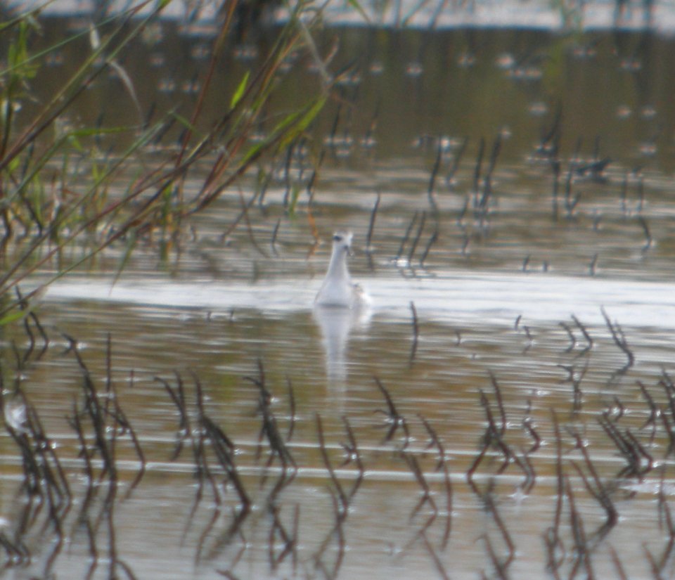 DSCN8019c Red-necked Phalarope NW Iroquois Co IL 9-14-2016