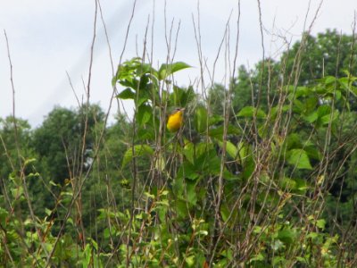 IMG 0225c Yellow-breasted Chat LaSalle FWA IN 8-6-2018