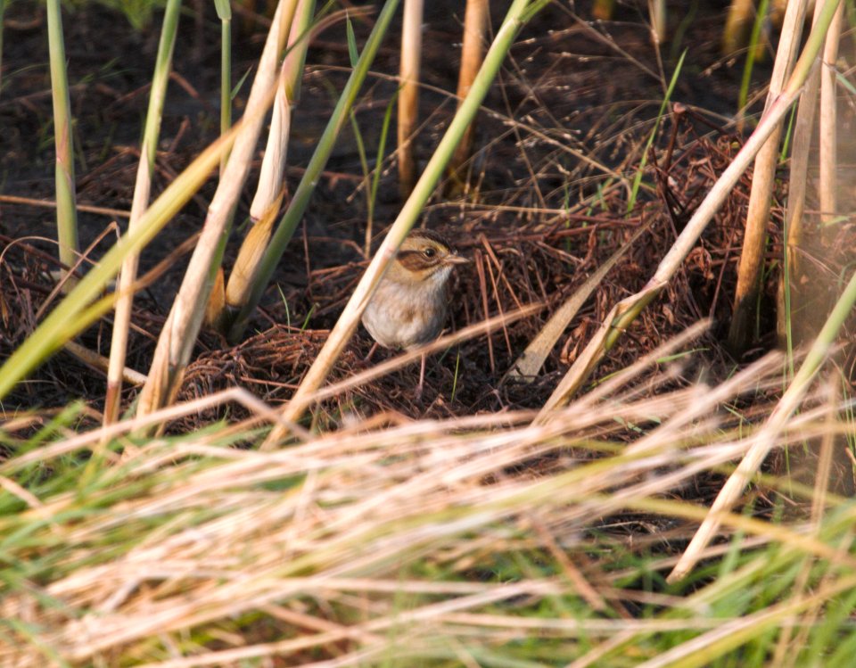 IMG 0744c Swamp Sparrow Whispering Willows Area Kankakee Co IL 10-29-2016
