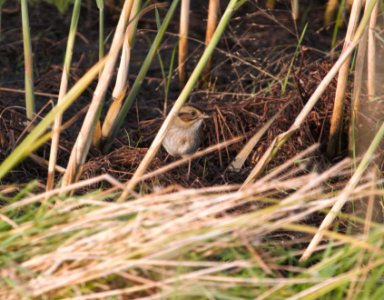 IMG 0744c Swamp Sparrow Whispering Willows Area Kankakee Co IL 10-29-2016