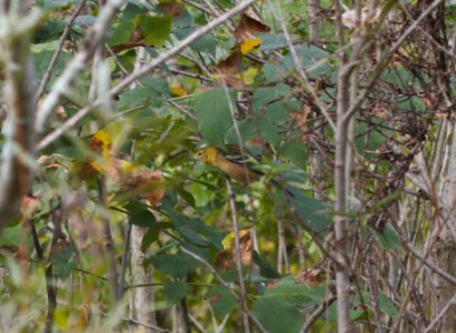 IMG 9441c Bay-breasted Warbler Whispering Willows Area Kankakee Co IL 9-28-2016