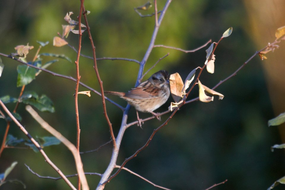 IMG 2828c Swamp Sparrow Willow Slough FWA IN 10-23-2018