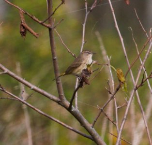 IMG 9449c Palm Warbler Whispering Willows Area Kankakee Co IL 9-28-2016