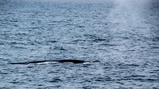 California Whales