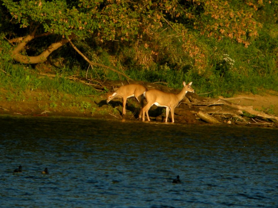 DSCN0053c White-tailed Deer LeVasseur Park- Perry Farm Kankakee Co IL 9-26-2018