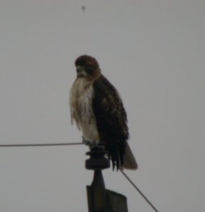 Red-tailed Hawk