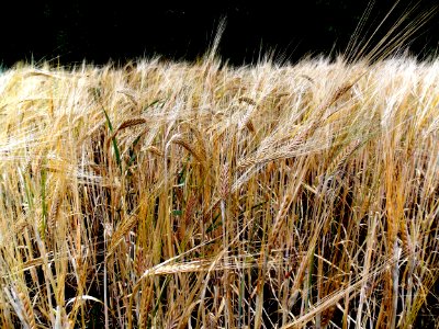 Barley Field