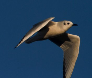 IMG 1139c Bonaparte's Gull Whispering Willows Area Kankakee Co IL 11-4-2016