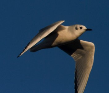 IMG 1139c Bonaparte's Gull Whispering Willows Area Kankakee Co IL 11-4-2016 photo