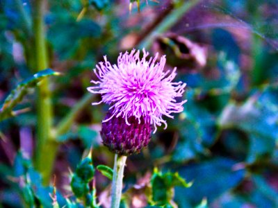 Thistle