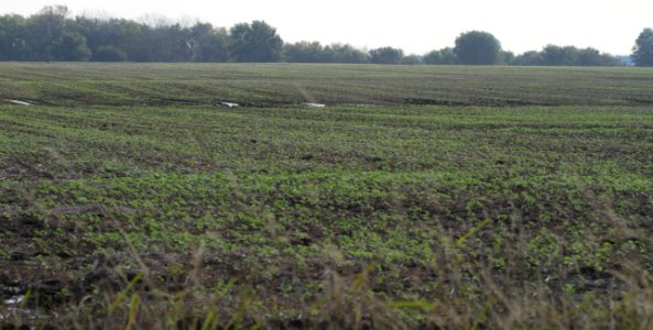 IMG 0109 Recently Harvested Soybean Field with Sprouting Waste Soybeans Whispering Willows Area Kankakee Co IL 10-17-2016 photo