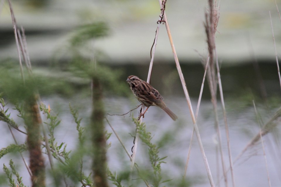 IMG 1916c Song Sparrow Willow Slough FWA IN 9-24-2018